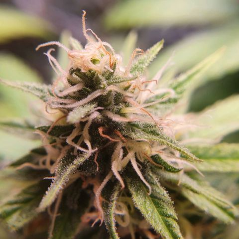 Ciclo 02 growlog timeline photo