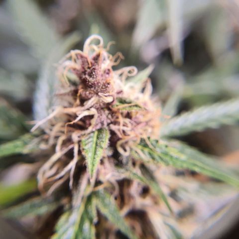 Ciclo 02 growlog timeline photo