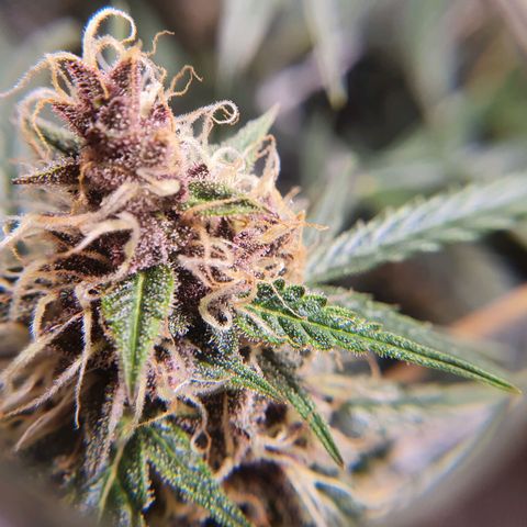 Ciclo 02 growlog timeline photo