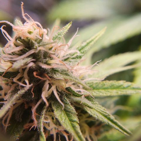 Ciclo 02 growlog timeline photo