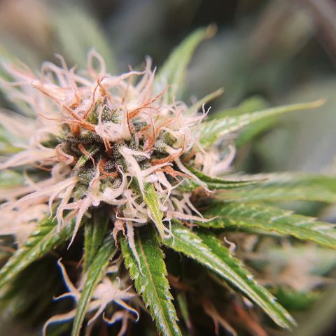 Ciclo 02 growlog timeline photo