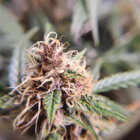 Ciclo 02 growlog timeline photo