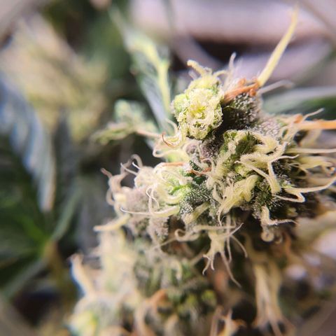 Ciclo 02 growlog timeline photo