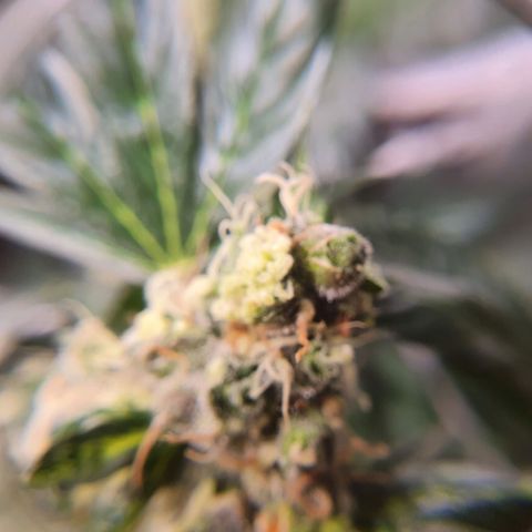 Ciclo 02 growlog timeline photo
