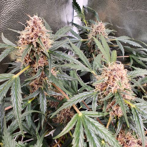 Ciclo 02 growlog timeline photo