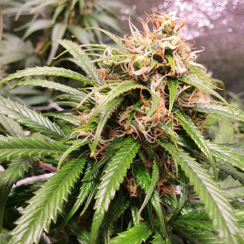 Ciclo 02 growlog timeline photo