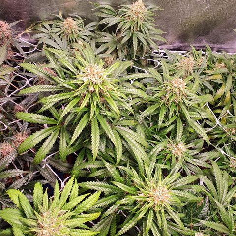 Ciclo 02 growlog timeline photo