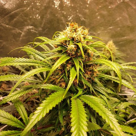 Ciclo 02 growlog timeline photo