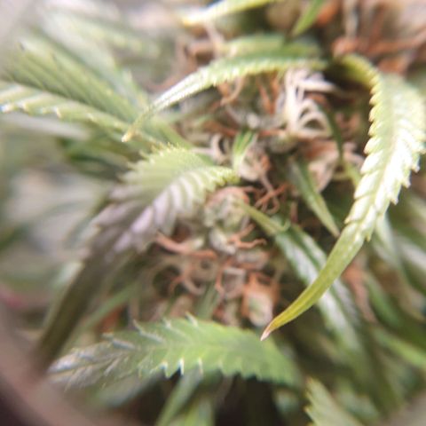 Ciclo 02 growlog timeline photo