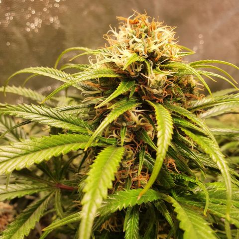 Ciclo 02 growlog timeline photo
