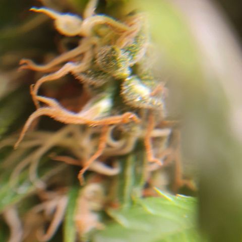 Ciclo 02 growlog timeline photo