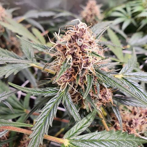 Ciclo 02 growlog timeline photo