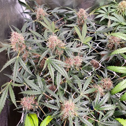 Ciclo 02 growlog timeline photo
