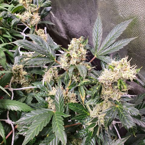 Ciclo 02 growlog timeline photo