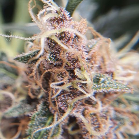 Ciclo 02 growlog timeline photo