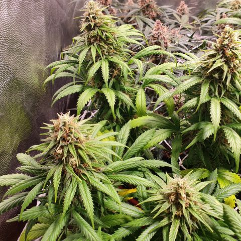 Ciclo 02 growlog timeline photo
