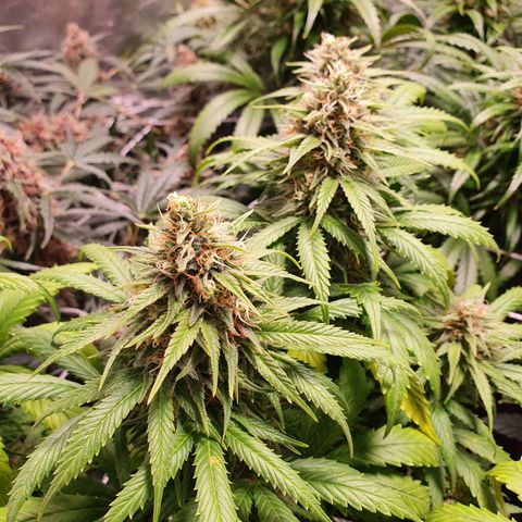 Ciclo 02 growlog timeline photo