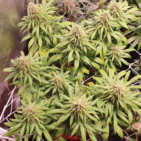 Ciclo 02 growlog timeline photo