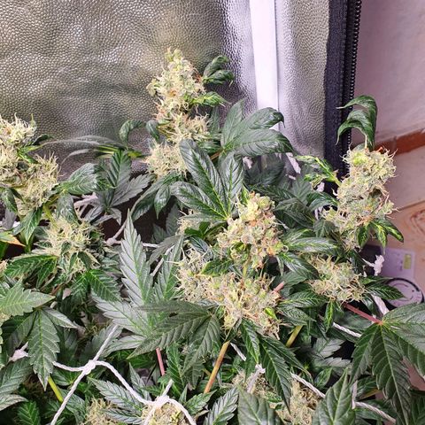 Ciclo 02 growlog timeline photo