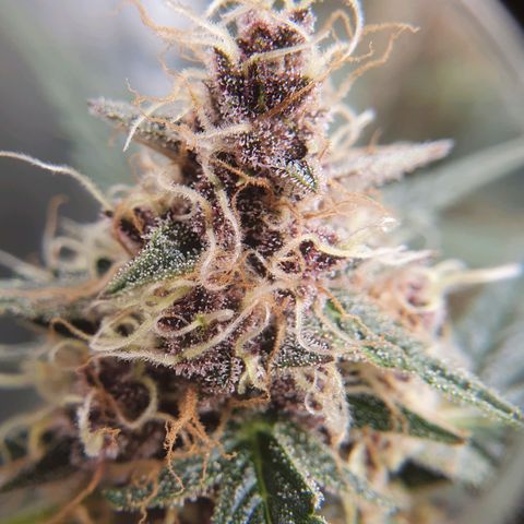 Ciclo 02 growlog timeline photo