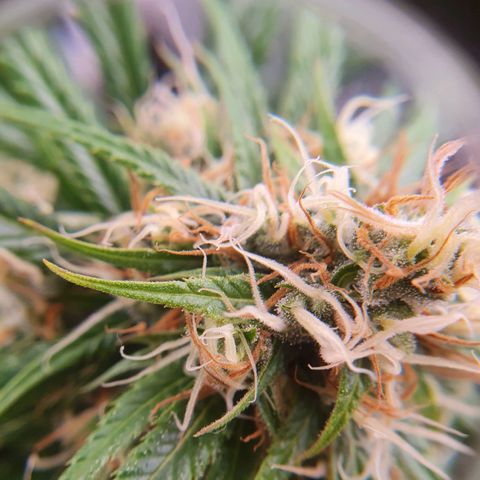 Ciclo 02 growlog timeline photo
