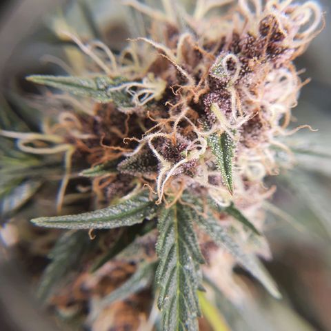 Ciclo 02 growlog timeline photo