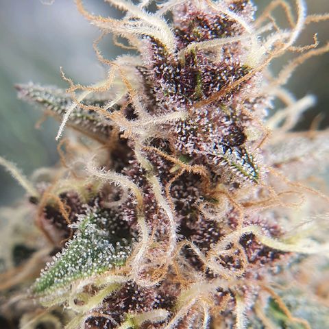 Ciclo 02 growlog timeline photo