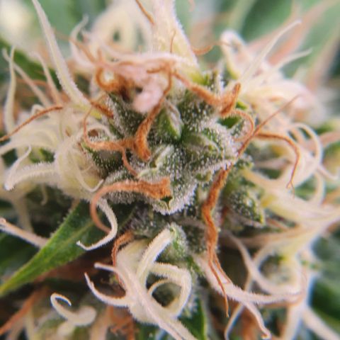 Ciclo 02 growlog timeline photo
