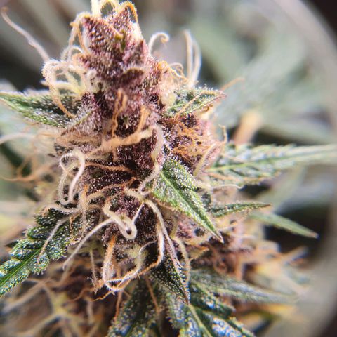 Ciclo 02 growlog timeline photo