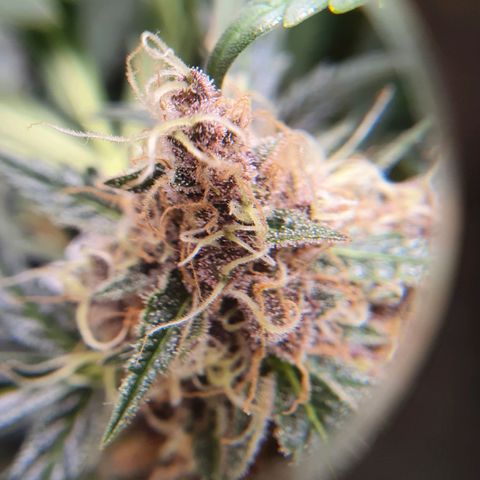 Ciclo 02 growlog timeline photo