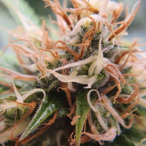Ciclo 02 growlog timeline photo