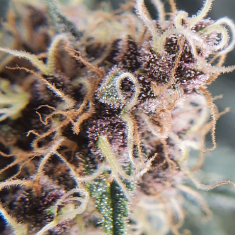 Ciclo 02 growlog timeline photo