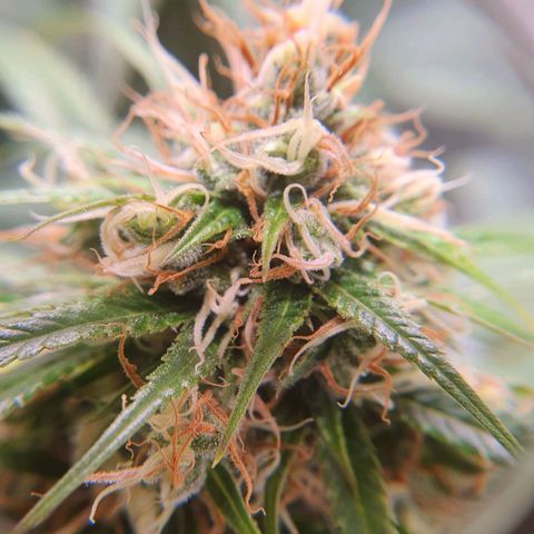 Ciclo 02 growlog timeline photo