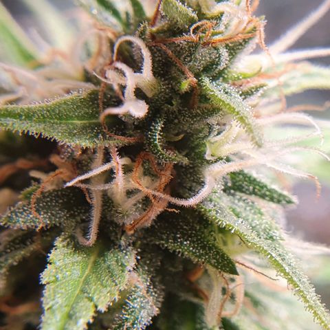 Ciclo 02 growlog timeline photo