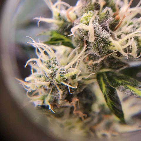 Ciclo 02 growlog timeline photo