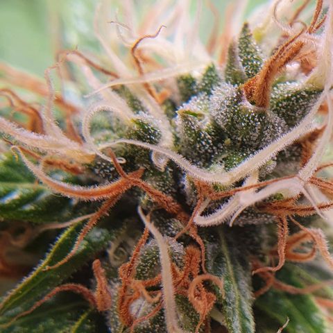 Ciclo 02 growlog timeline photo