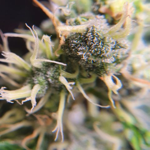 Ciclo 02 growlog timeline photo
