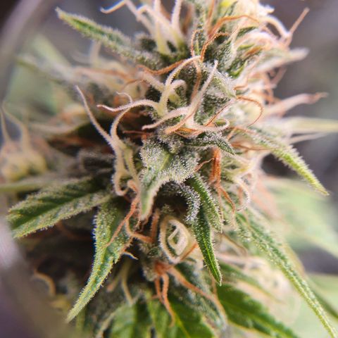 Ciclo 02 growlog timeline photo
