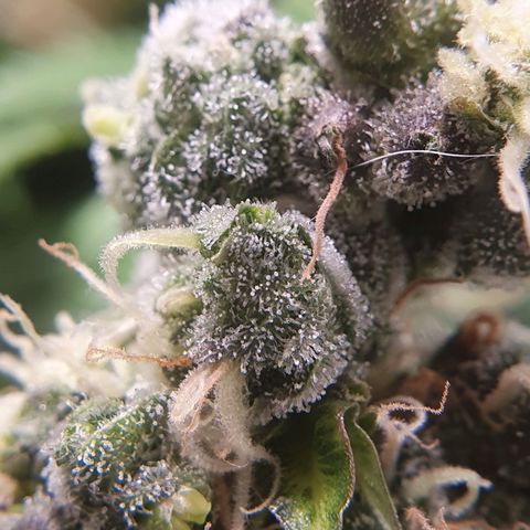 Ciclo 02 growlog timeline photo