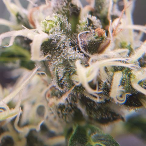 Ciclo 02 growlog timeline photo