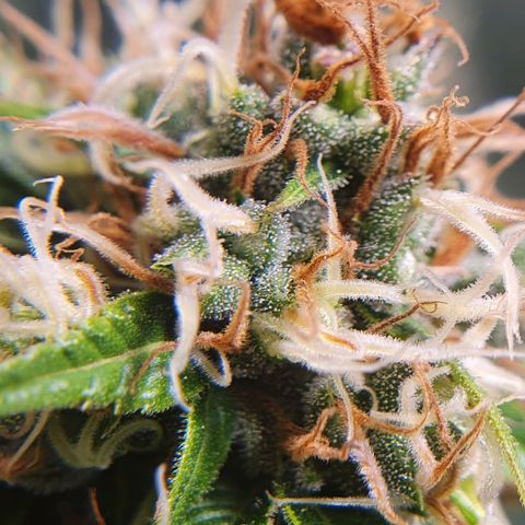 Ciclo 02 growlog timeline photo