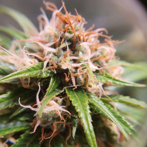 Ciclo 02 growlog timeline photo