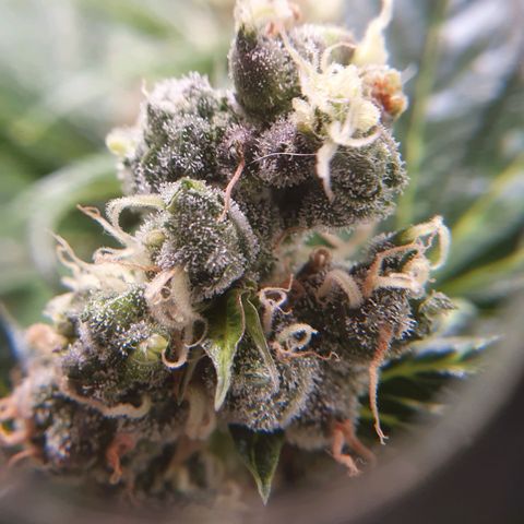 Ciclo 02 growlog timeline photo