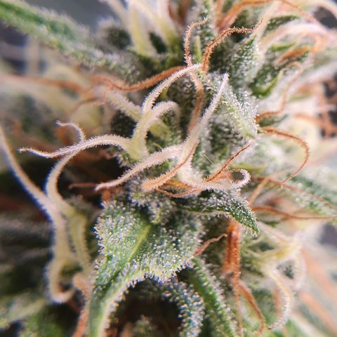 Ciclo 02 growlog timeline photo