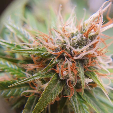 Ciclo 02 growlog timeline photo