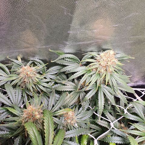 Ciclo 02 growlog timeline photo