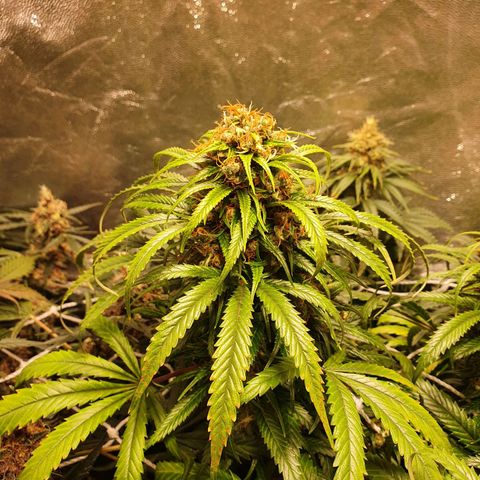 Ciclo 02 growlog timeline photo