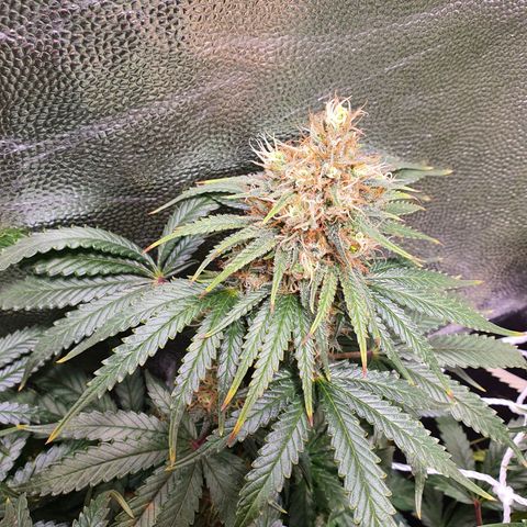 Ciclo 02 growlog timeline photo