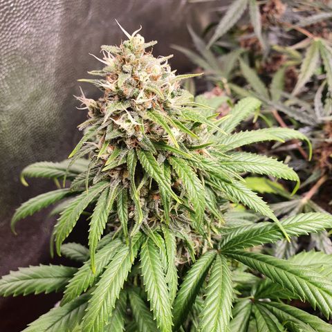 Ciclo 02 growlog timeline photo