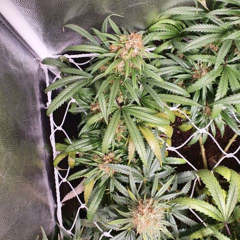 Ciclo 02 growlog timeline photo